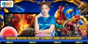 Breeder Rooster Selection - Ultimate Guide For Cockfighters