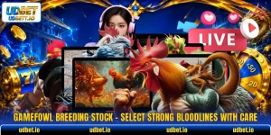 Gamefowl Breeding Stock - Select Strong Bloodlines With Care