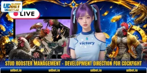 Stud Rooster Management - Development Direction For Cockfight