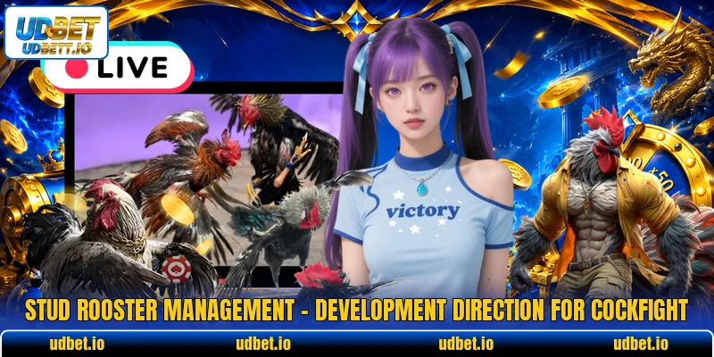 Stud Rooster Management - Development Direction For Cockfight